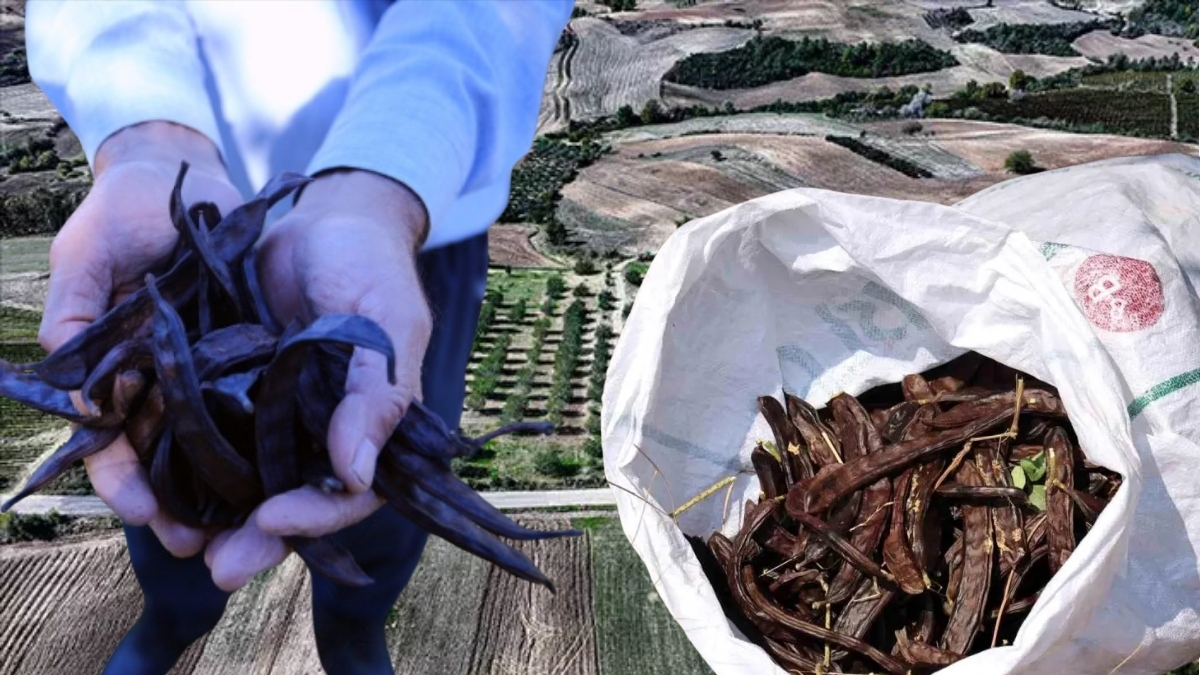 Kendi imkanlarıyla aldı, çorak araziyi canlandırdı! 400 fidan ekti, 7 ton hasat aldı: 11 yıllık umutlu bekleyiş