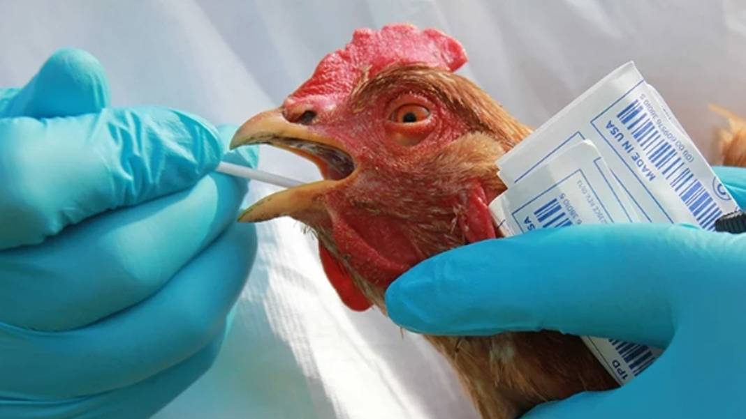 İspanya'da kuş gribi alarmı