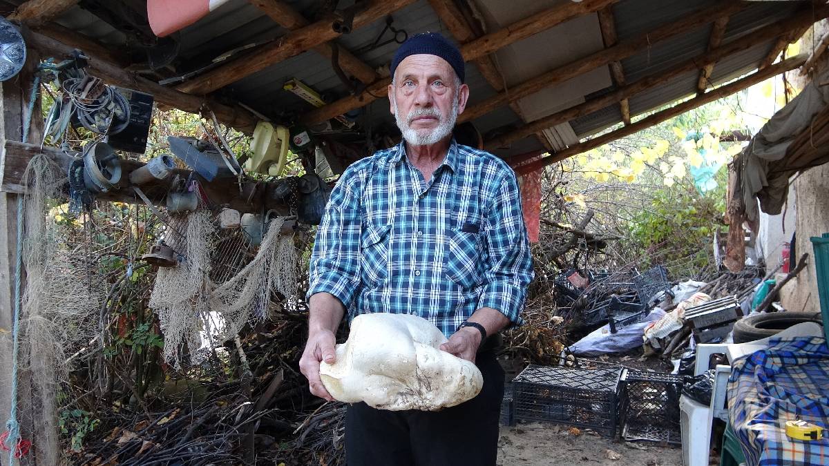 Mantar aramaya çıktı, bulduğuna inanamadı! Tam 3 kilo ağırlığında