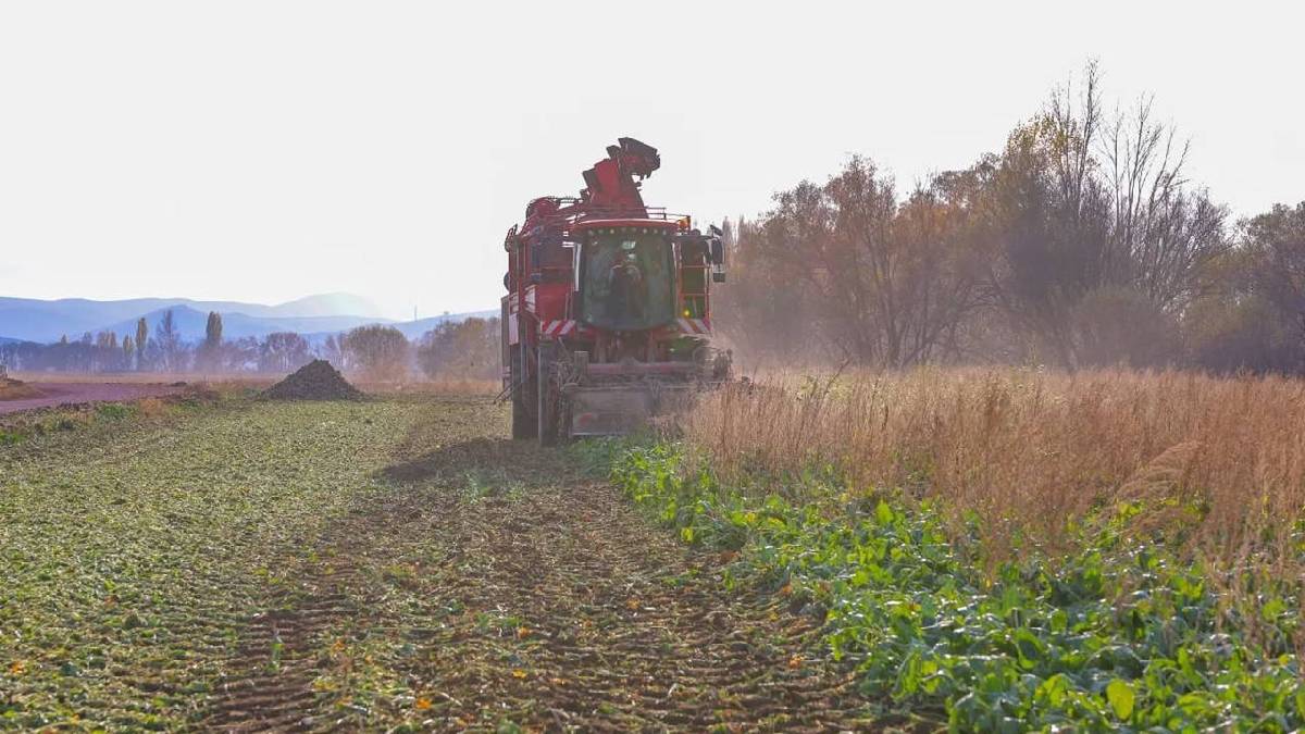 2.870 dekar üretim alanı bulunuyor! 2025 hasadı için kollar sıvandı: 135.000 ton rekolte bekleniyor