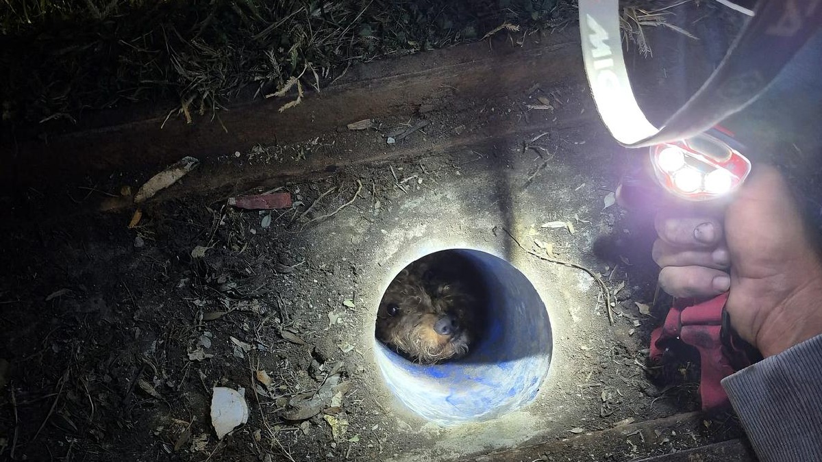 Mazgala düşen kayıp köpek ve yangında mahsur kalan kediler itfaiyenin çabasıyla kurtarıldı