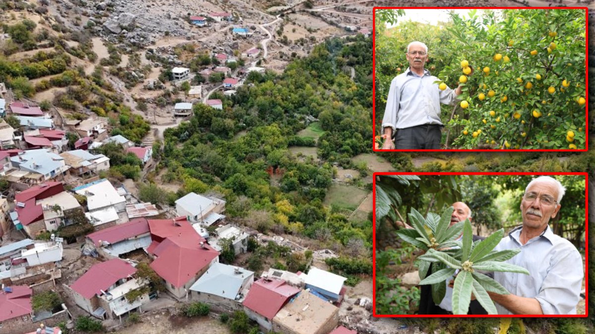 Bu köyde ne ekersen yetişiyor! Hem Akdeniz hem de Karadeniz iklimi meyveleri bulunuyor
