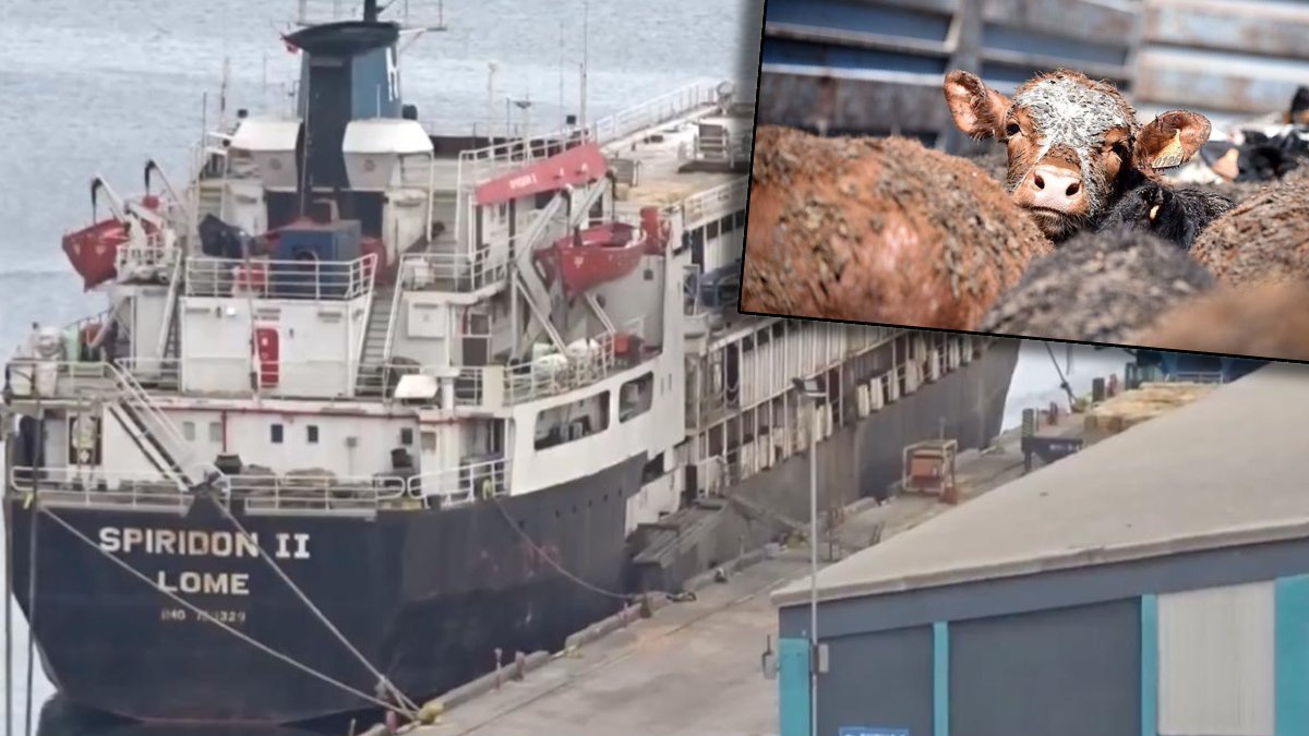 Uruguay’dan çıktı, Türkiye’de takıldı: 'Yüzen mezar' Bandırma açıklarında haftalardır bekliyor