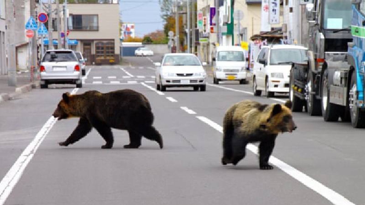 Japonya'da havalimanında piste ayı girdi: Uçuşlar durduruldu