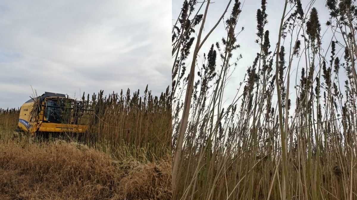 Kış geldi, kenevir beklenen olgunluğa ulaştı! Kulu’da hasat zamanı: Bereketli bir sezon bekleniyor