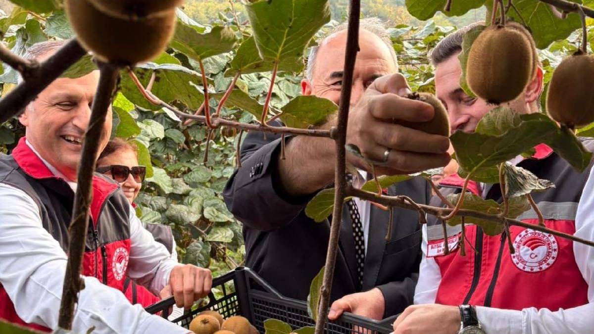 2019’da coğrafi işaret almıştı, hasadı başladı: 6.500 ton rekolteden 520 milyon lira katkı bekleniyor!