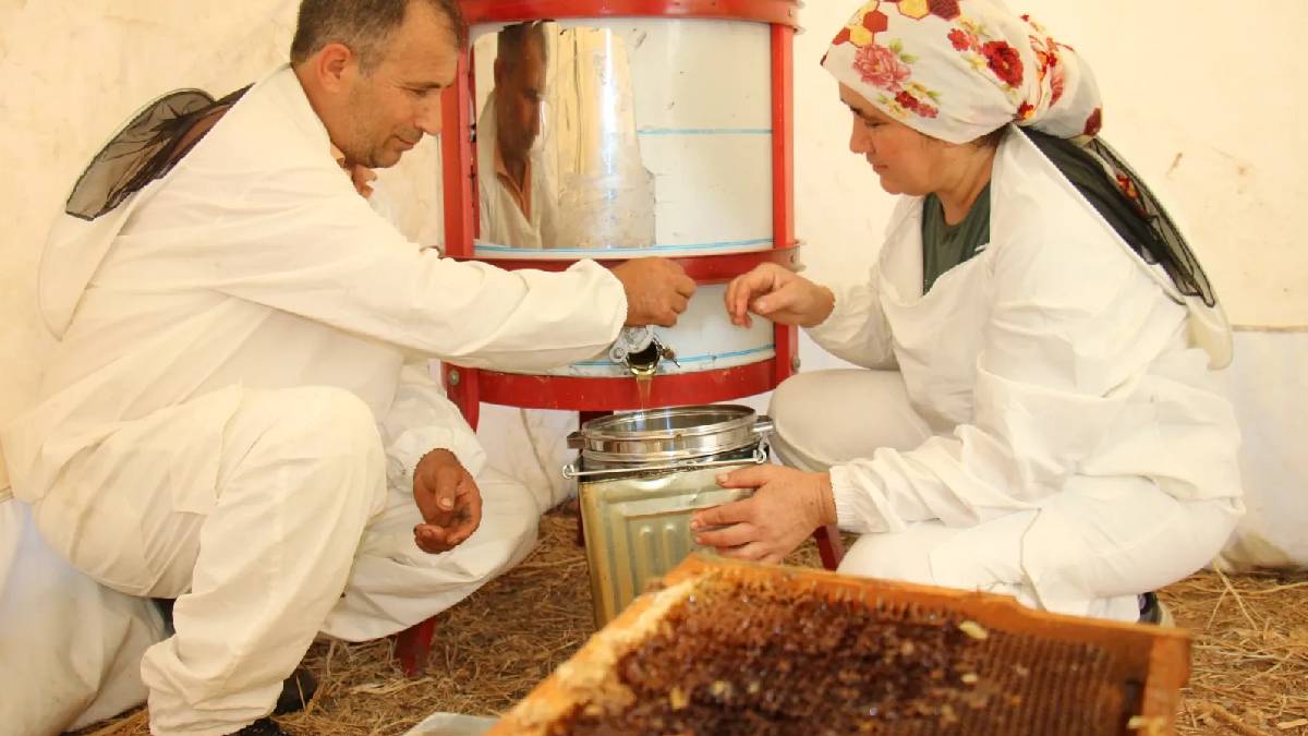Kovanlar ağaç aralarına yerleşti, ilk hasat başladı! Şifa kaynağı olarak biliniyor:Hem yurt içinde hem de yurt dışında satılacak
