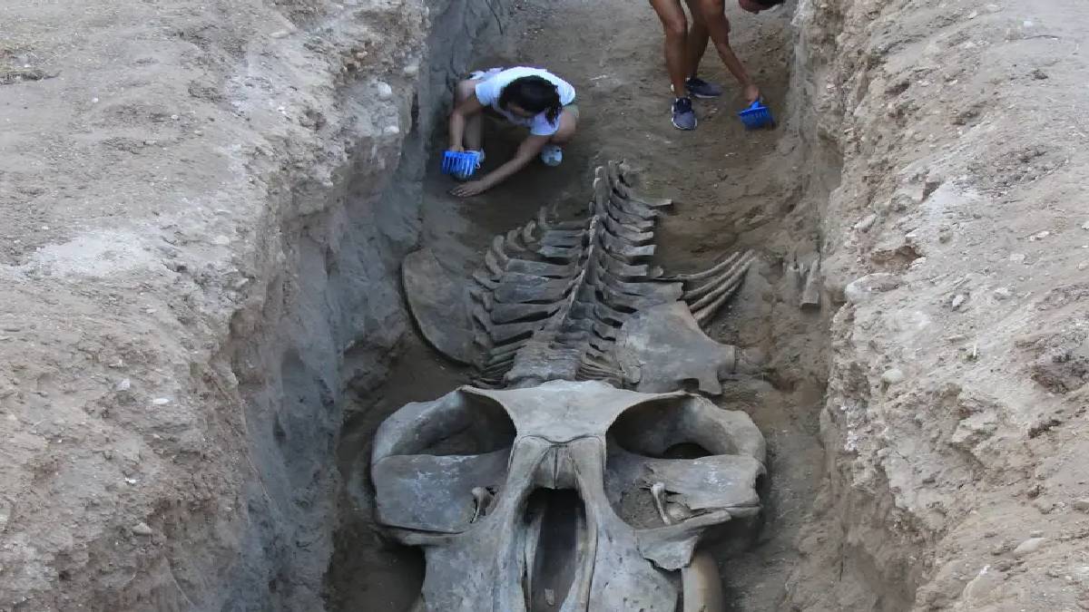 16 metre uzunluğunda… Çıkarılması bir hafta sürdü: Binden fazla kemik tek tek birleştiriliyor