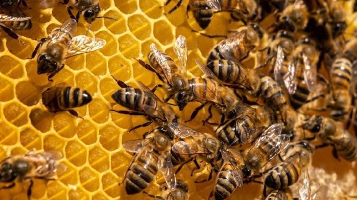 Yeni araştırma: Arılar zamanı algılayabiliyor