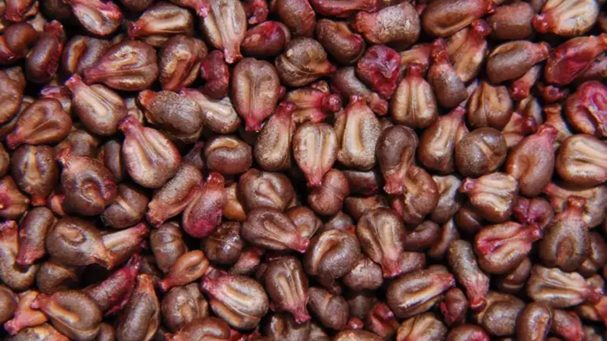 Yumurtaya yeni alternatif! Fırıncılar yumurta yerine kullanacak: Üstelik tamamen bitkisel