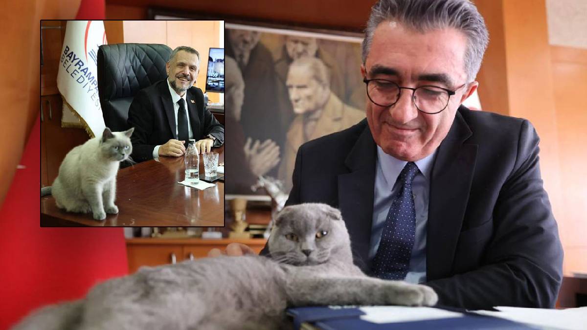 Bayrampaşa Belediyesi'nde 'kediye kayyum' atandı