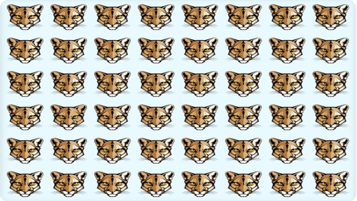 Görsel zekanın zirvesi: 6 saniyede farklı kaplanı bul, dahiliğini kanıtla!