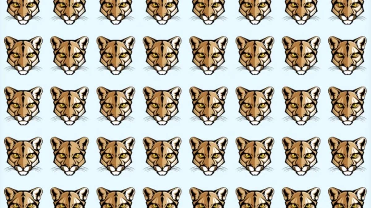 6 saniyeniz var! Farklı kaplanı ilk bulan kim olacak? Hazırsanız başlıyoruz…