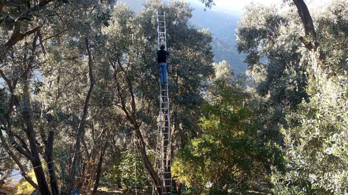 Çin’den ödüllü zeytinde hasat vakti geldi! Kilosu 400 TL’den satılıyor: 12 metre yükseklikten özenle toplanıyor