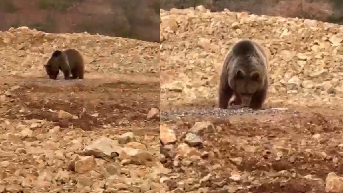 Gümüşhane'de aç kalan ayıya hamsi ziyafeti! O anlar kamerada