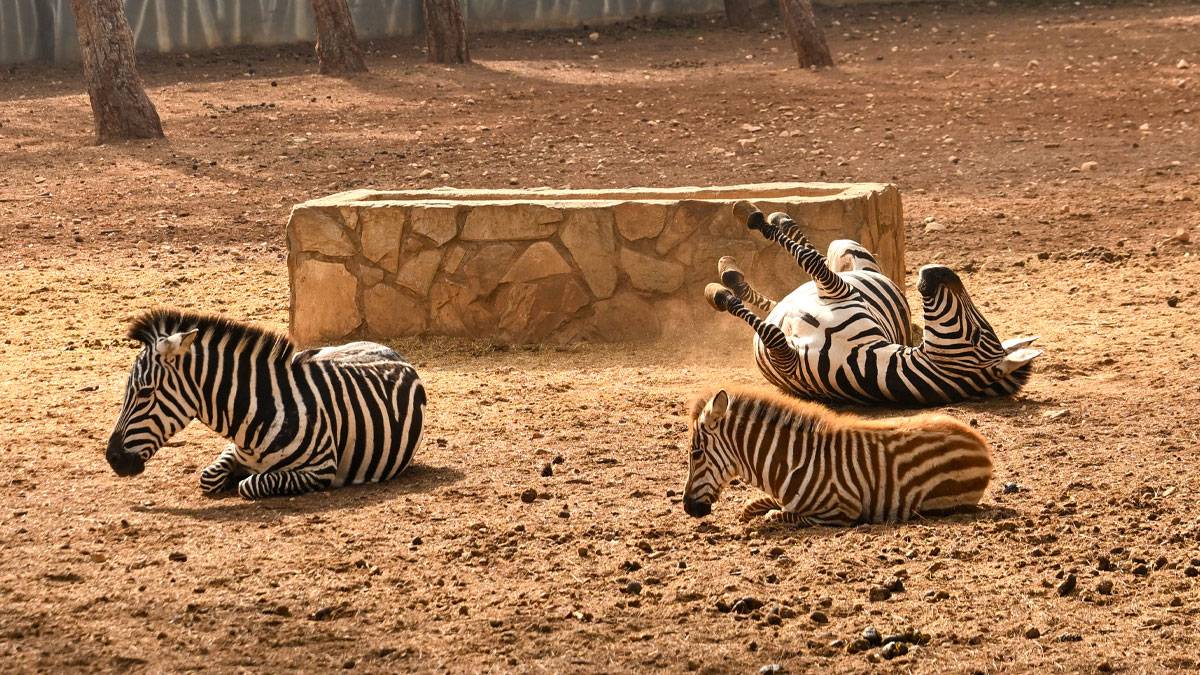 Gaziantep'teki Doğal Yaşam Parkı’na rekor ilgi: 9 günde 325 bin ziyaretçi ağırladı
