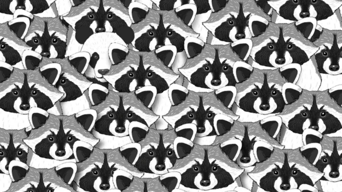 Gözleriniz sizi yanıltmasın! Rakun denizindeki saklı pandayı 5 saniyede bulabilir misiniz?