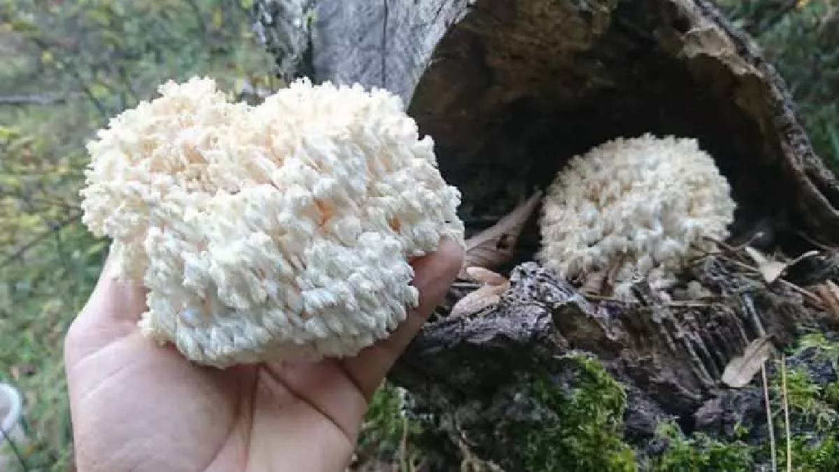 Karadeniz’in doğal ortamında keşfetti! Bildiğiniz tüm mantarları unutun: Balkonda yetiştirerek kilosunu 2000 TL’ye satıyor