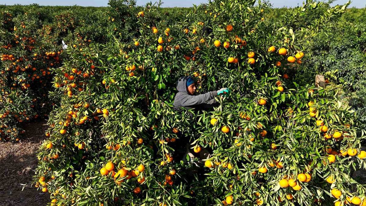 Adana'da yevmiye grevi hasadı vurdu: Mandalina dalında kaldı, fiyatlar dibe çöktü