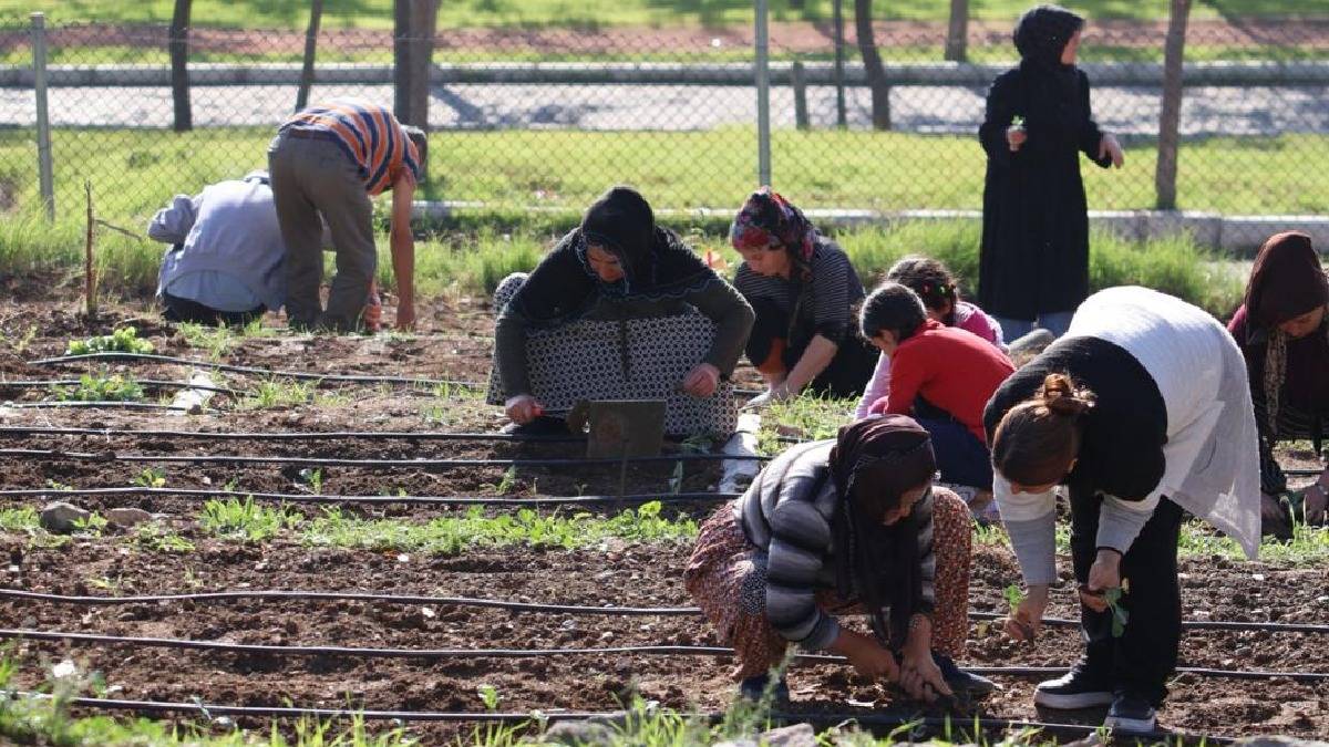 Mahalle bostanlarında kış dikimleri başladı: 254 kadın, ürettikleri ürünleri hasat etmek için tohumları toprakla buluşturdu