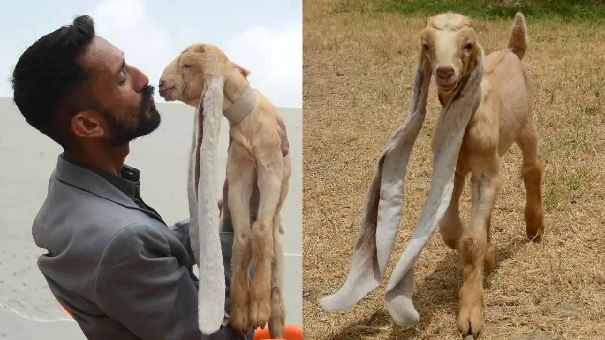 Türkiye’de kimse bilmiyor! Kulakları yere kadar sarkıyor, sevimliliği hayran bırakıyor! Herkes ona Gulabi Pateri diyor