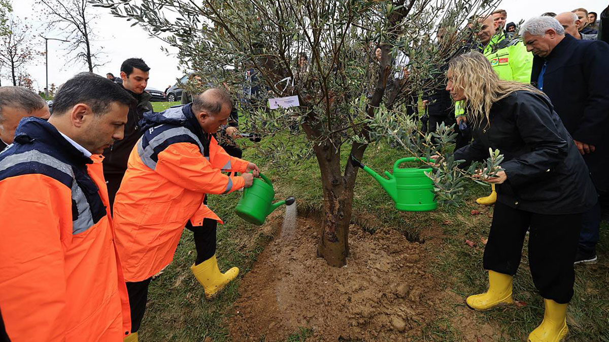 İstanbul'a 1111 'nefes' takviyesi yapıldı! Fıstık çamları ve zeytinler buluştu