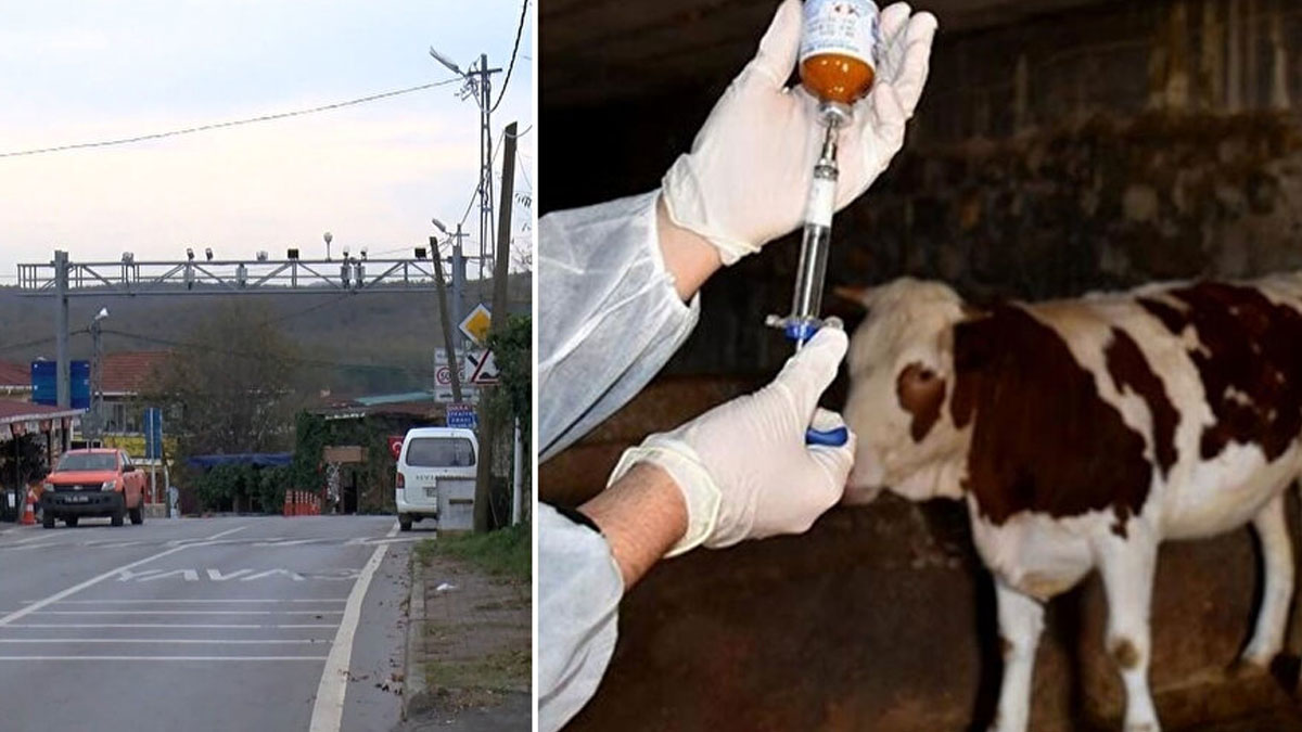 Şile'de şap karantinası: 21 mahalleye giriş çıkış yasağı getirildi