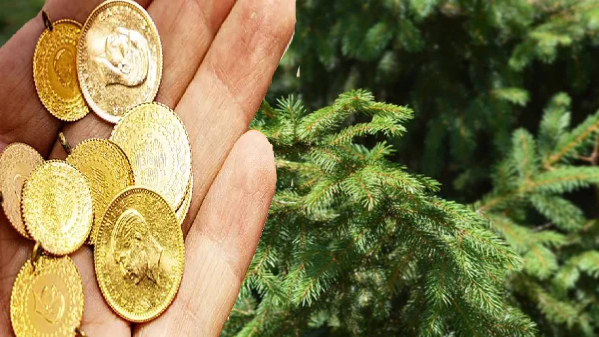 Yere değil gökyüzüne bakacaksınız! Yolda gören şanslı hissedecek: Bu ağaç resmen altın kaynağını işaret ediyor