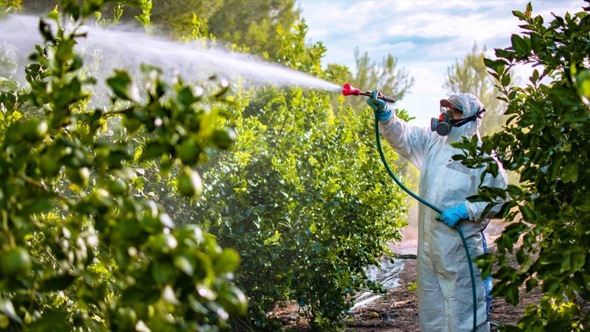 Greenpeace, pestisit davasını kazandı: Kamu yararını ilgilendiren bilgi gizlenemez