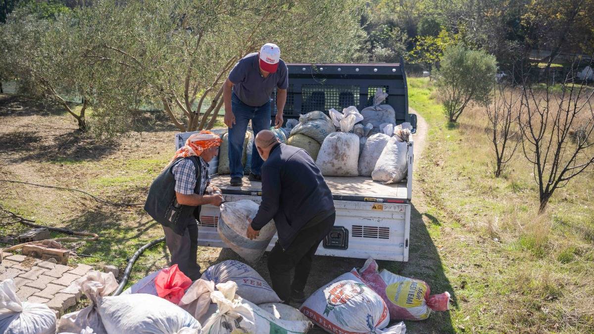 Üreticiye büyük destek: Zeytin dalından sofraya ücretsiz ulaşım...