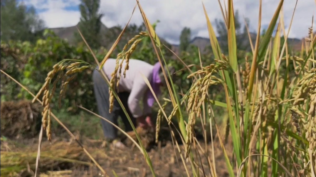 Hem ülke tarımına hem de ilçe ekonomisine büyük katkı! Dağlık alanda pirinç hasadı başladı: Yüzlerce ton ürün bekleniyor