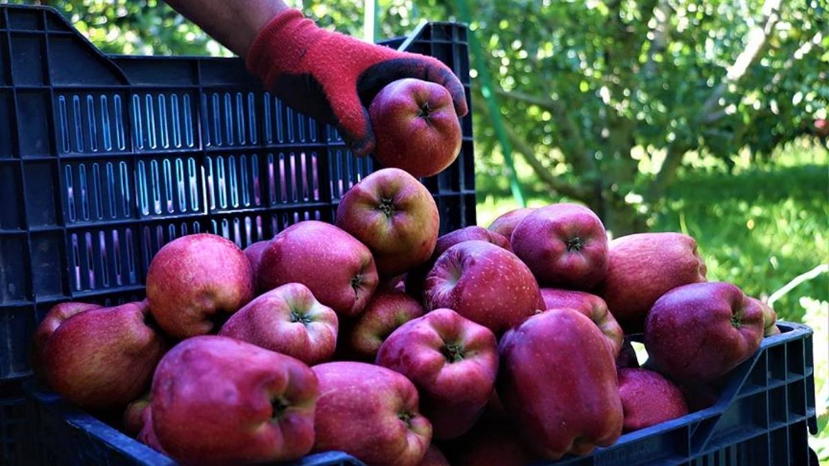 İki dağ arasında yetişiyor, Türkiye’nin gözdesi olarak biliniyor! Tüm dünyadan talep yağıyor: Hasat üreticiyi memnun etti