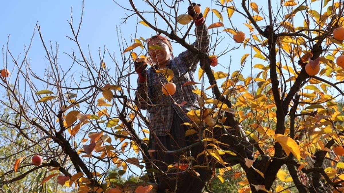Türkiye’nin hurma cenneti! Üretimin yüzde 50’sini karşılıyor, ata geleneklerini sürdürüyor