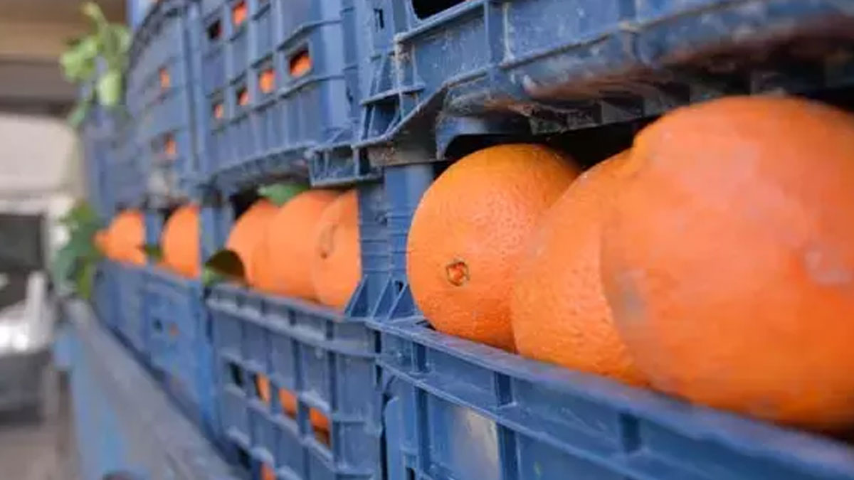 Zirai ilaç kalıntısı bulunan 6 ton mandalina imha edildi