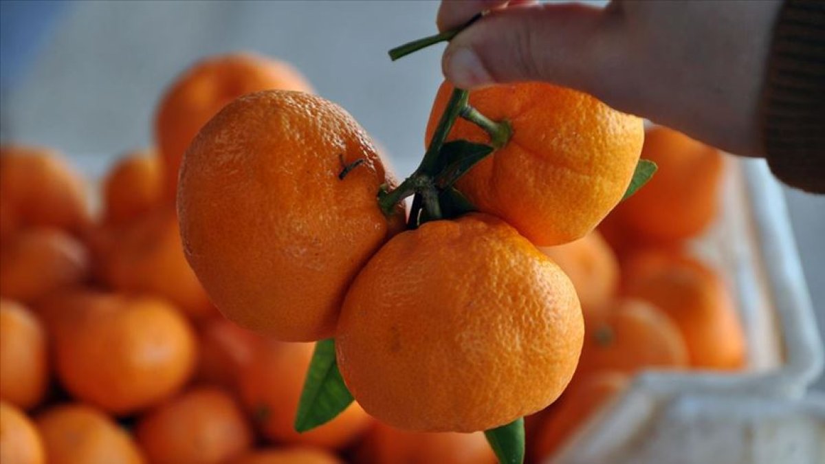 Limondan sonra sıra mandalinalarda! Binlerce kilo üründe zirai kalıntı riski nedeniyle imha kararı alındı