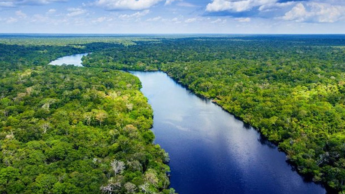 Almanya'dan yağmur ormanlarına 1 milyar euroluk bağış