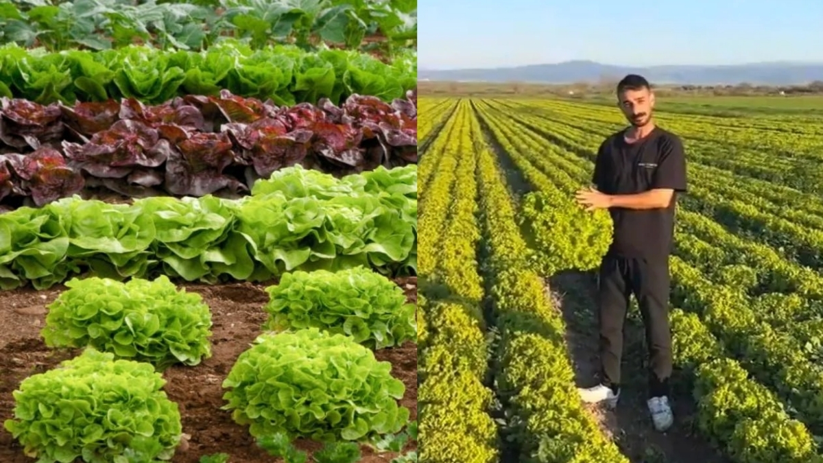 Hakkını aramak istedi, stokçu duruma düştü! "Satarsam şerefsizim" diyen İzmirli çiftçiye tutanak tuttular
