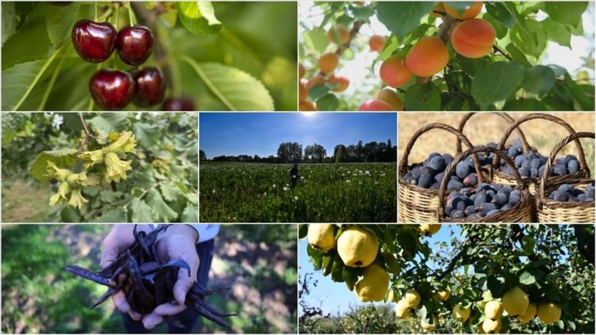 Türkiye’nin tarım başarısı! Tam 7 üründe dünya lideri, 22 üründe il üçe girdi