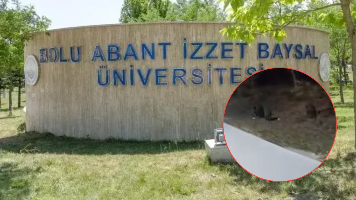 Domuz sürüsü kampüse doluştu! Aç kalan yaban domuzu sürüsü böyle görüntülendi