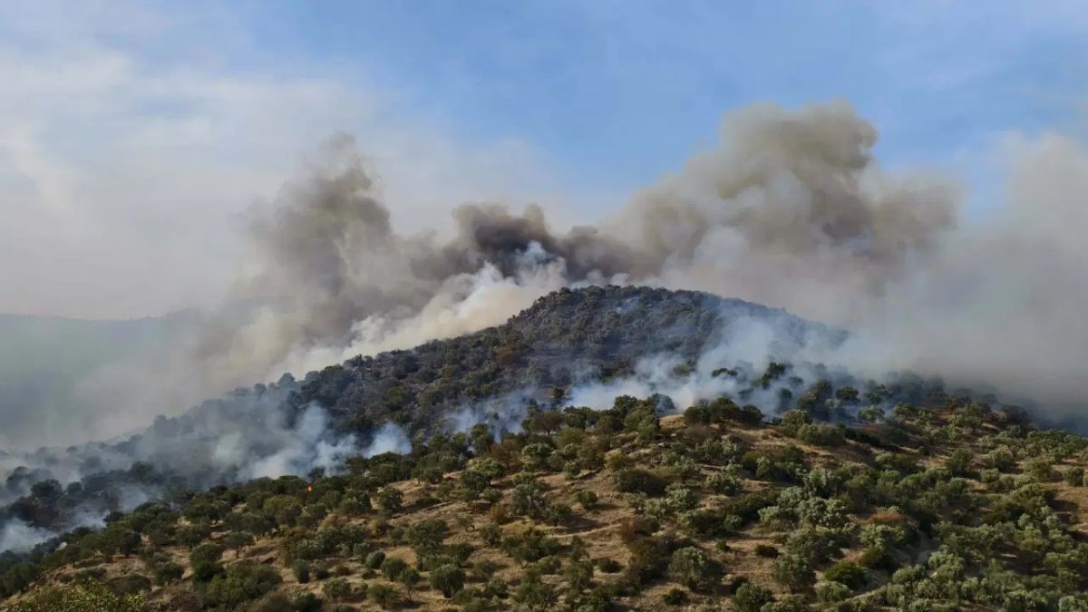 Aydın'da orman yangını: Müdahale sürüyor