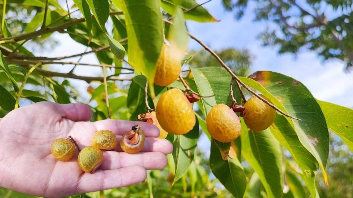 Yemek için değil, temizlik için kullanılıyor! Türkiye’de ilk kez üretiliyor, cildi güzelleştiriyor