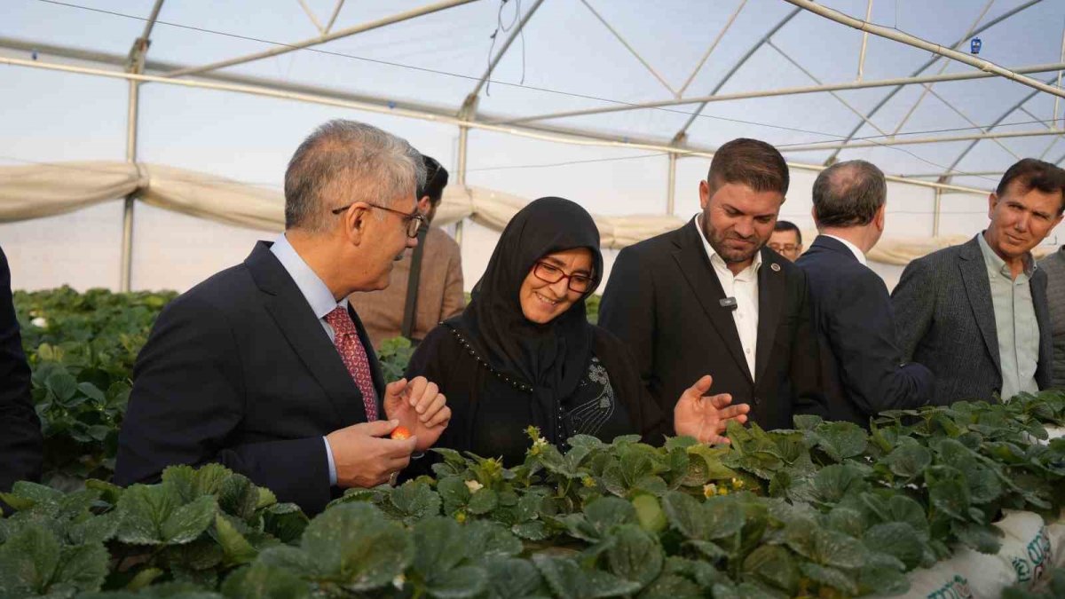 Niğde tarımında yükselen yıldız! Kadın girişimci topraksız üretim yapıyor: 120 tonluk verim bekleniyor