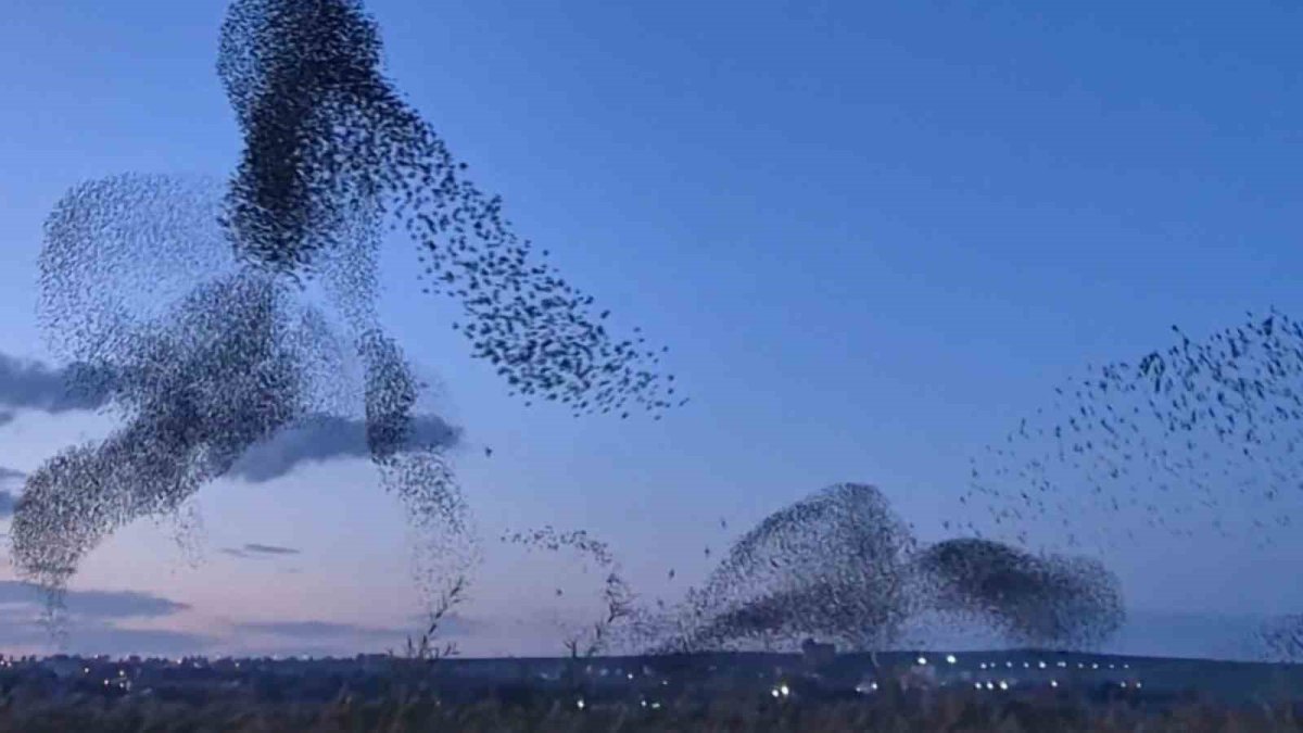 Tekirdağ semalarında muhteşem dans! Sığırcık sürüsünün o anları...
