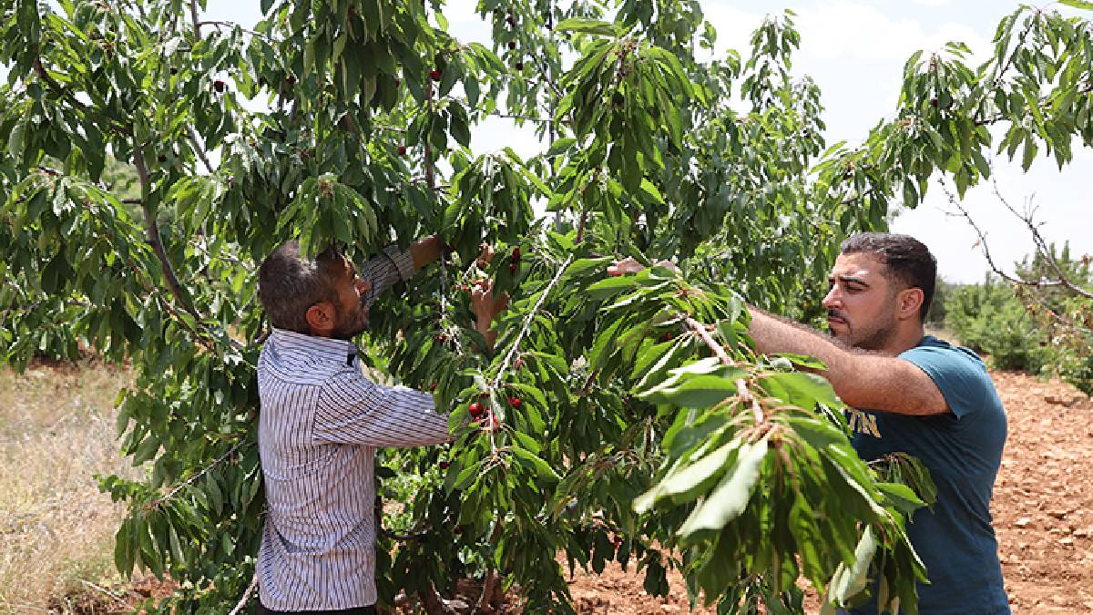 Tadına bakmak istedi, üretim üssü oldu! Kasa kasa topluyor, 81 ile gönderiyor