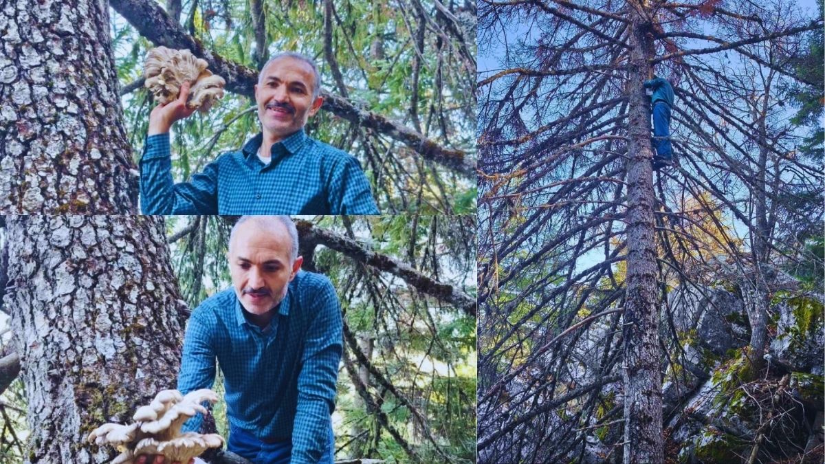 Avcıların ormana akını başladı! Ağaç tepelerine çıkıyor, tek tek topluyorlar:  “Bunu görünce insan kendini kaybediyor”