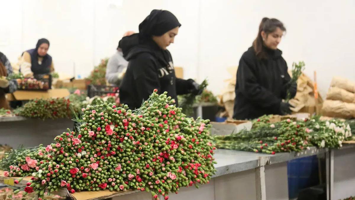 Türkiye’den Avrupa’ya yılbaşı çiçekleri: 12 milyon dolarlık sevkiyat