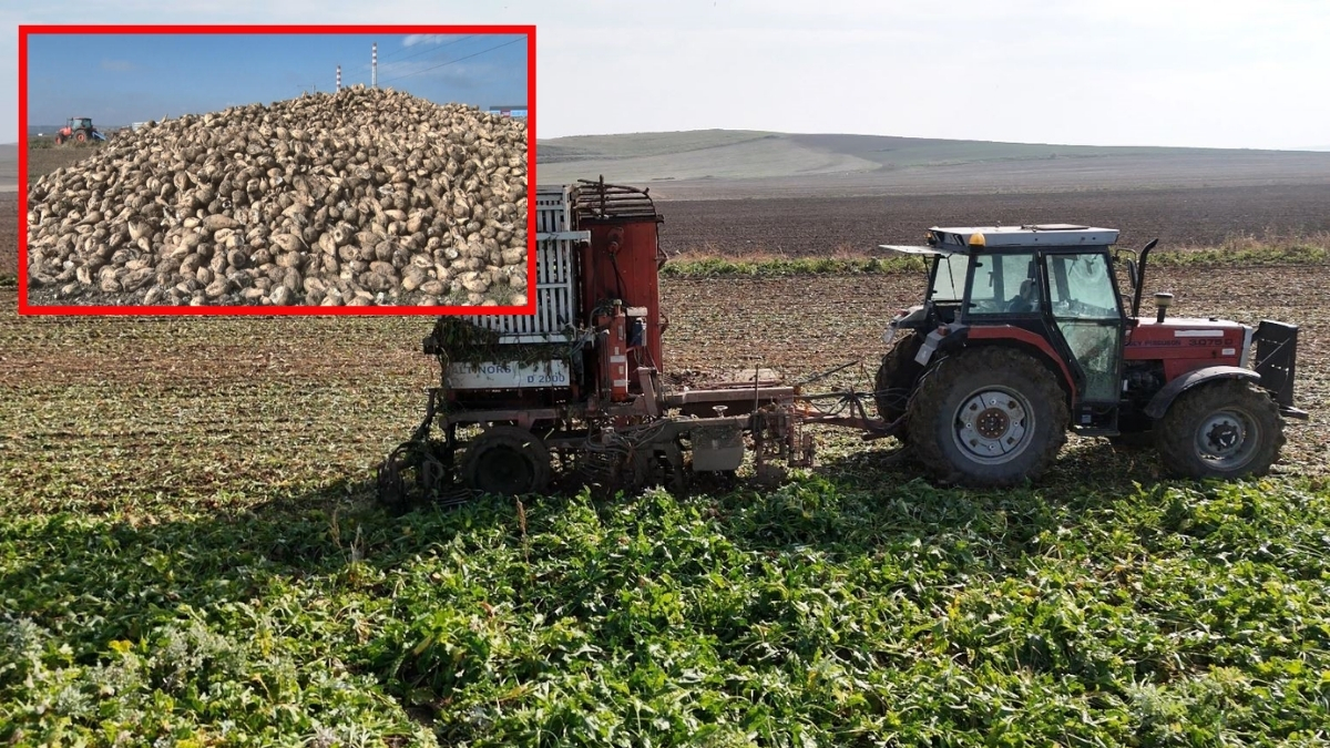 Ankara’da yetiştiriliyor, mesai gün doğmadan başlıyor! Stratejik üründe10 ton verim bekleniyor