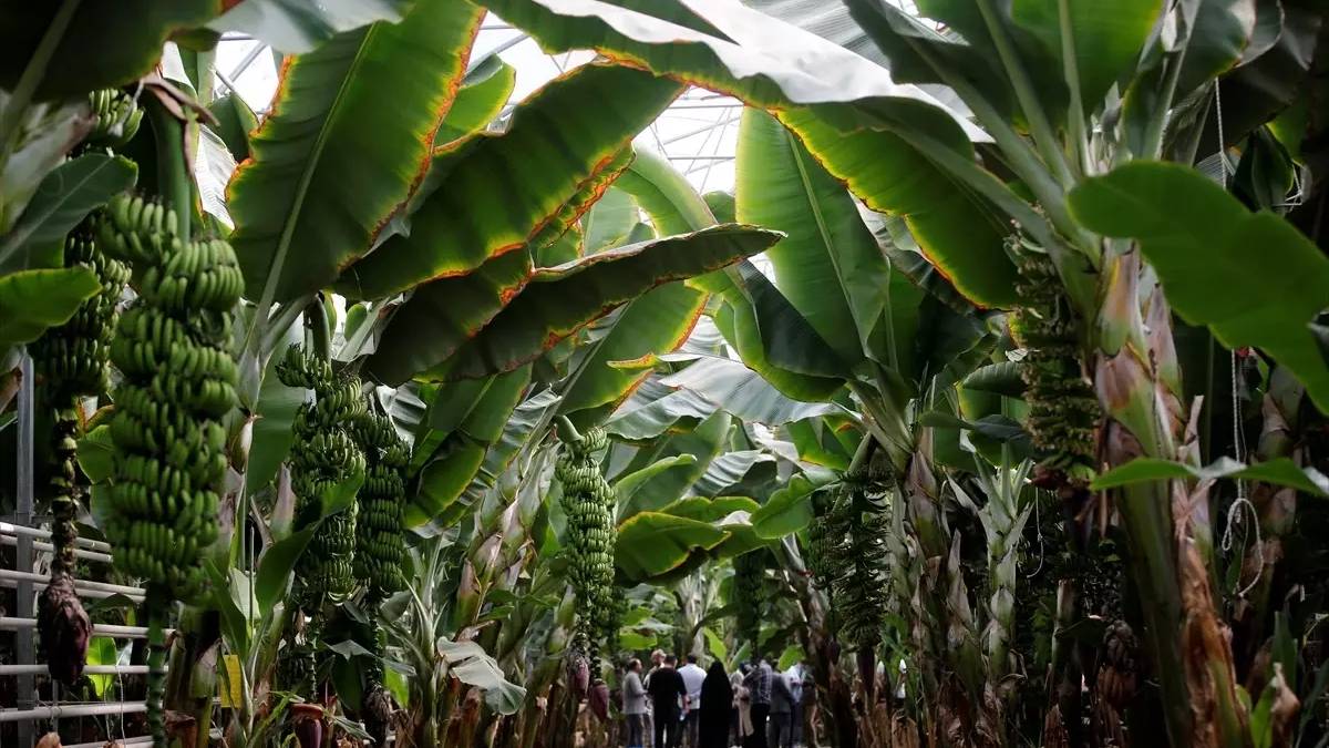 Akdeniz’de yetişiyordu şimdi Karadeniz’de de yetişiyor! Belediye el attı: Tarım bilimle bir araya geliyor
