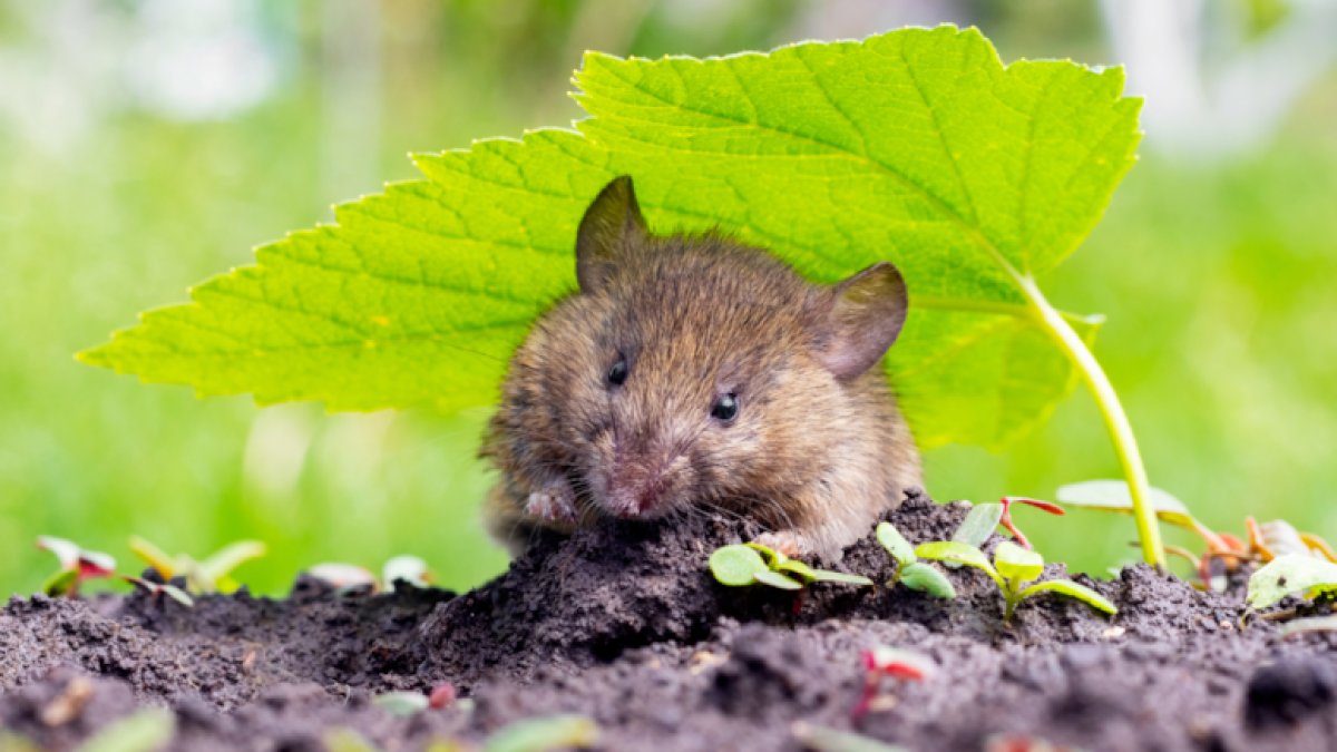 Evlerde Fare Kabusu Bitiyor: Uzmanlar Bu Bitkiyi Öneriyor