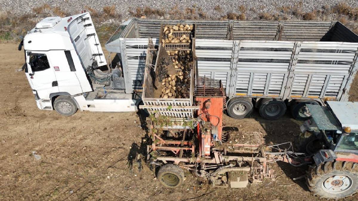 Gün doğmadan tarlaya giriyor, son ürünleri topluyorlar! Ankara’da hasat sürüyor: Alım ve fiyat garantisi umut oluyor